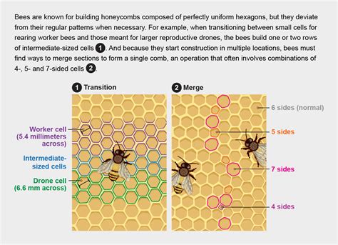 The Surprising Architecture in Bees' Honeycombs - Scientific American