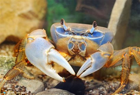 13 Fascinating Freshwater Crabs For Your Aquarium