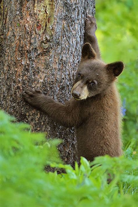 Pin on Yellowstone Park Wildlife