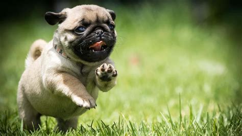 [100+] Pug Wallpapers | Wallpapers.com