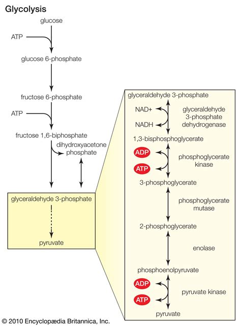 Fermentation | Definition, Process, & Facts | Britannica