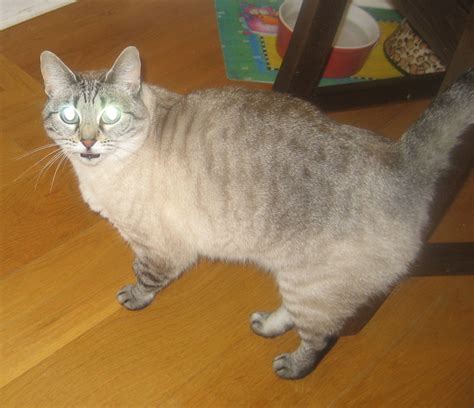 Missing Siamese-Calico Cat « Pinehurst Seattle