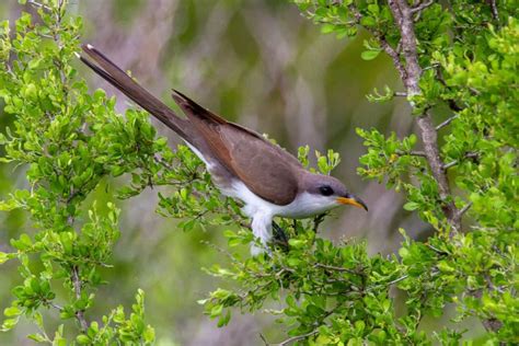 Yellow-Billed Cuckoo