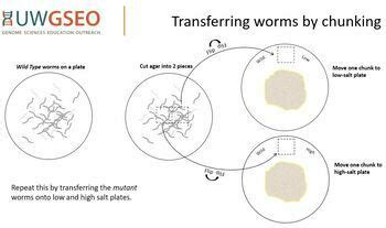 What can we learn from worms? Maintaining balance in a changing environment