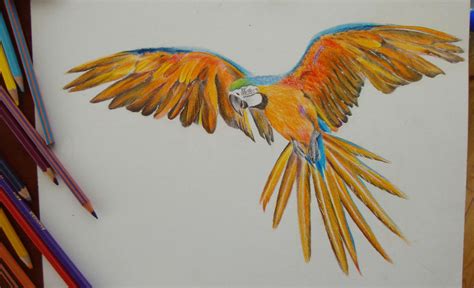 Parrot,color pencil drawing by robiartimre on DeviantArt