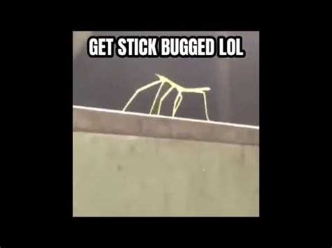 Get Stick Bugged Lol | Know Your Meme