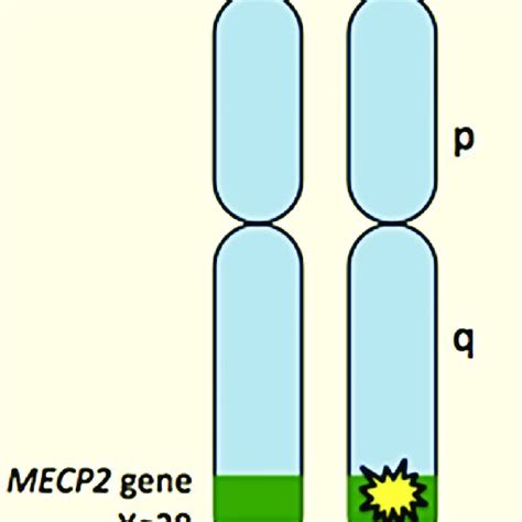 Rett Syndrome Gene