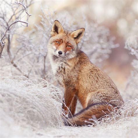 Photographer Documents Stunning Wild Foxes Enjoying The Snow (New Pics ...