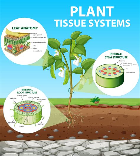 Diagram showing Plant Tissue Systems 2145698 Vector Art at Vecteezy