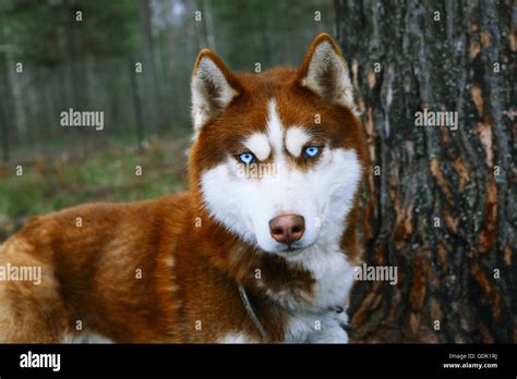 Red Husky - Dog with blue eyes Stock Photo: 111671270 - Alamy