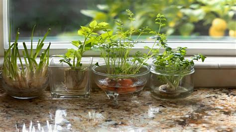 6 Healthful Herb Plants You Can Grow in Water (no soil needed)