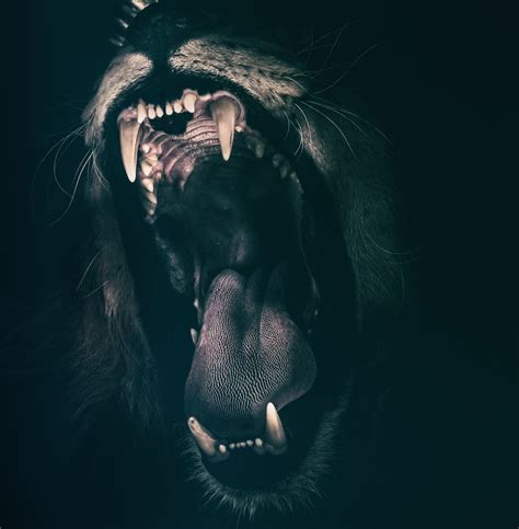 Lion Roar 4K UHD Wallpaper