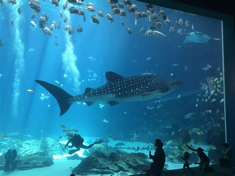 Benning WTB Soldiers swim with whale sharks at Georgia Aquarium ...