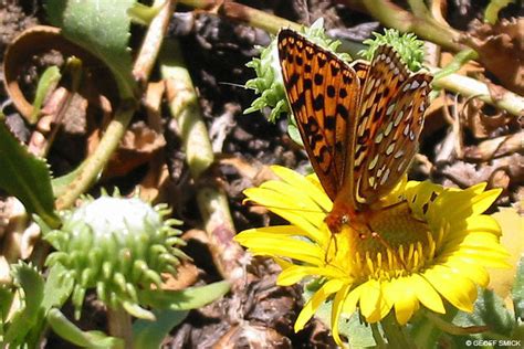 Threatened, Rare, & Endangered Animals - Point Reyes National Seashore ...