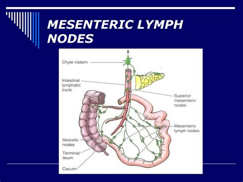 Mesenteric Lymph Nodes Function