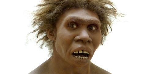 Study: Human ancestor Homo erectus had the stocky chest of a ...