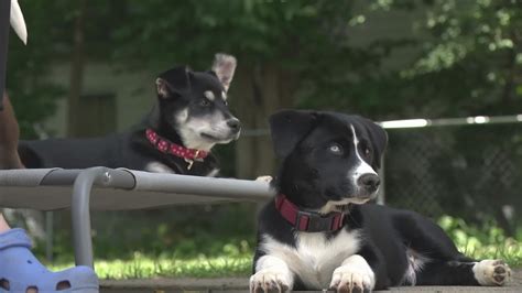 Fostering animals in Northeast Ohio: Ready Pet GO! | wkyc.com