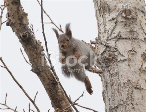 Jumping Squirrel Stock Photo | Royalty-Free | FreeImages