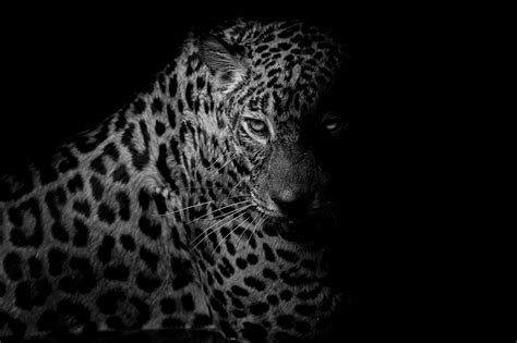 Black Leopard Backgrounds - Wallpaper Cave