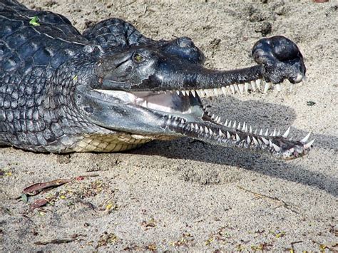 40 Interesting Gharial Facts: Weird Crocodile Relatives - Owlcation