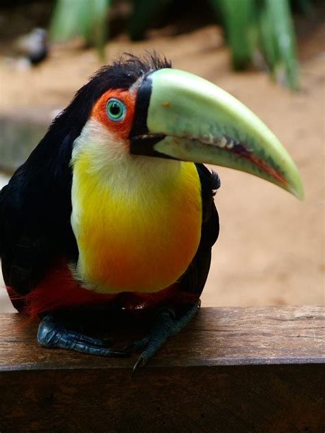 Free Brazilian Toucan Stock Photo - FreeImages.com