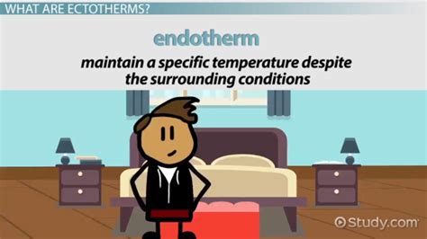 Ectotherms: Definition & Examples - Video & Lesson Transcript | Study.com