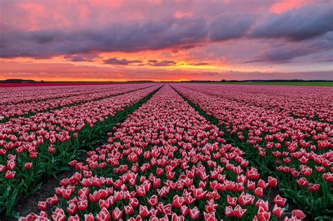 a field full of pink tulips under a cloudy sky