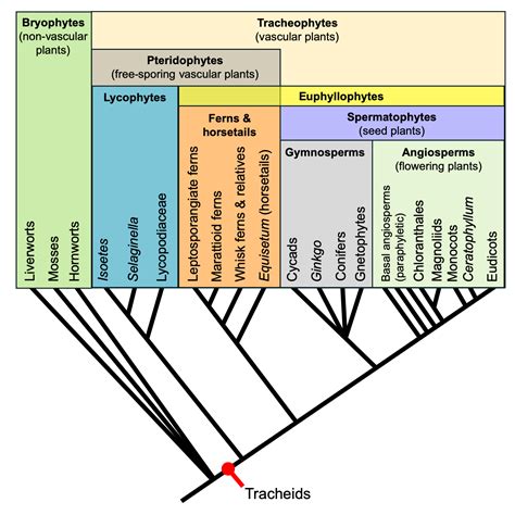 Introduction to Vascular Plant Structure - Digital Atlas of Ancient Life