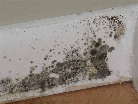 The Most Common Types of Mold Found in Homes | Texas Mold Removals