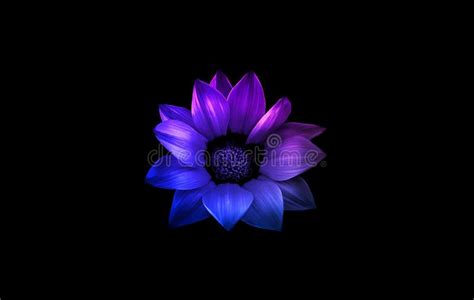 Blue and Purple Flower Isolated on Black Stock Image - Image of black ...