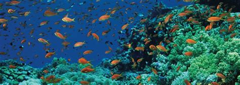 Scuba diving in Sharm el Sheikh - The Healthy Holiday Company