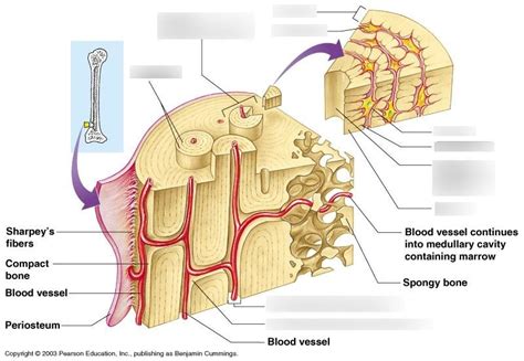 microscopic anatomy of compact bone Diagram | Quizlet