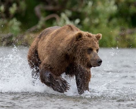 Bear Viewing in Alaska – Alaska Bear Viewing Adventures in Soldotna, AL