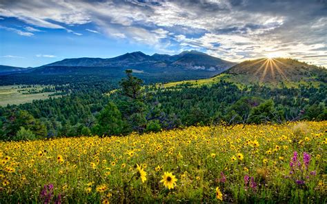 Download Forest Sunbeam Sunshine Sunset Mountain Flower Spring Nature ...