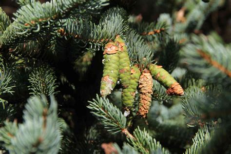 15 Taiga Plants That Thrive in the Boreal Forest