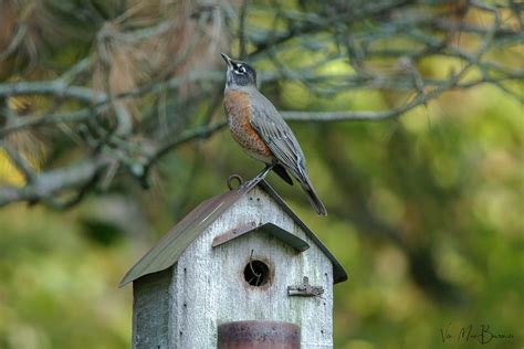 American Robins: How to attract these red bellied birds to our yards ...