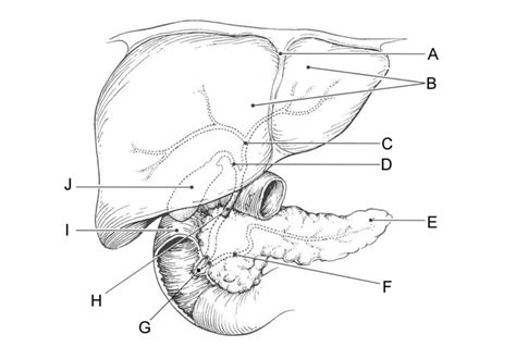 Pancreas Diagram Diagram | Quizlet