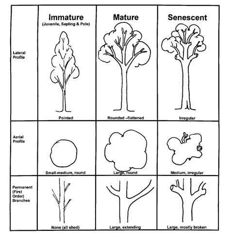 2.1 Distinguishing features or tree growth stages | Download Scientific ...