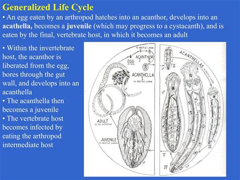 PPT - Chapter 31 Phylum Acanthocephala PowerPoint Presentation, free ...