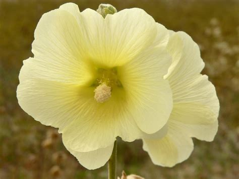 Yellow Hollyhock (Alcea rugosa)