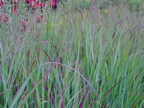 Lovegrass Farm: Panicum virgatum Ornamental Grass at Lovegrass Farm