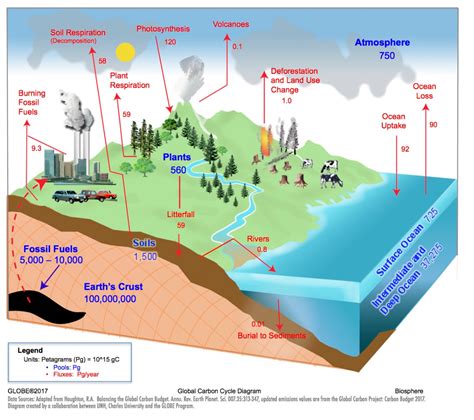 Carbon Cycle Diagram Worksheet – Englishworksheet.my.id