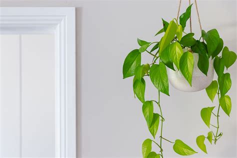 22 Indoor Vine Plants That Look Great in the Home