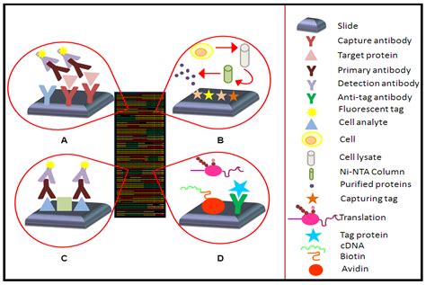 Microarrays | Free Full-Text | Data Analysis Strategies for Protein ...