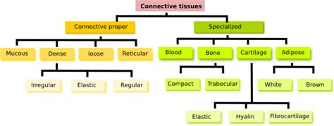 What Is Connective Tissue And Its Types - Free Printable Worksheet