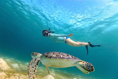 Snorkeling in St Pete Beach | Gulf Strand Resort