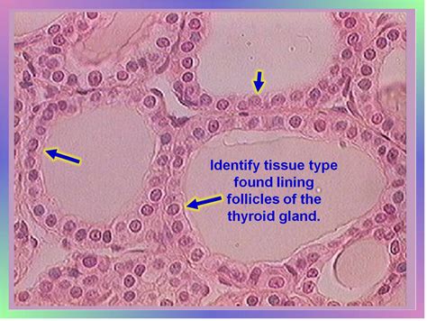 EPITHELIAL TISSUE Flashcards by ProProfs