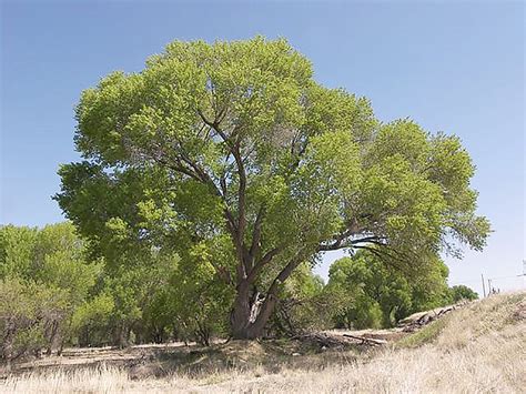 Backyard Gardener: Cottonwoods require independent water source | The ...