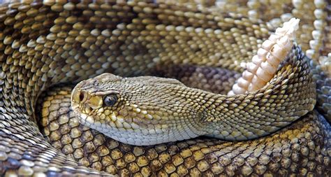 Tail vibrations may have preceded evolution of rattlesnake rattle ...