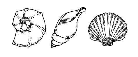 Set of Sea Shells. Vector illustration of Seashells on isolated ...